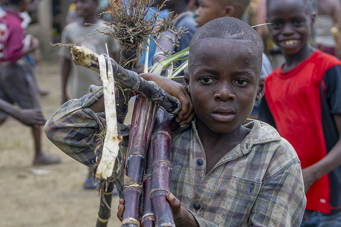 Children destroy sugarcane farms mimicking the mystery bull 